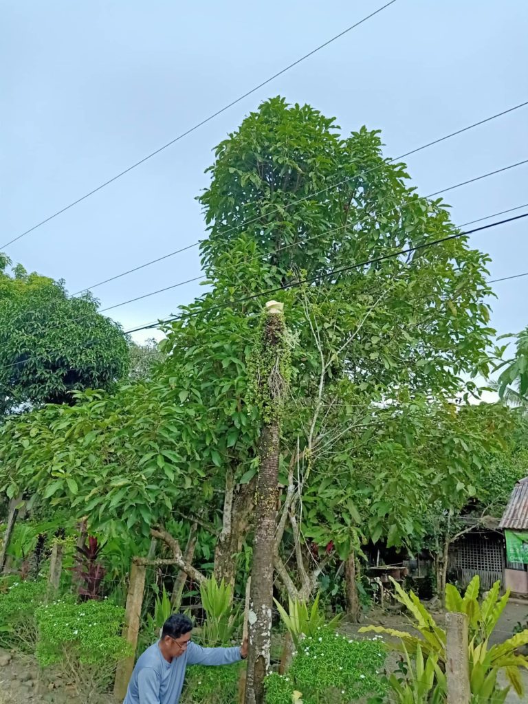 image_TFQuezon_006