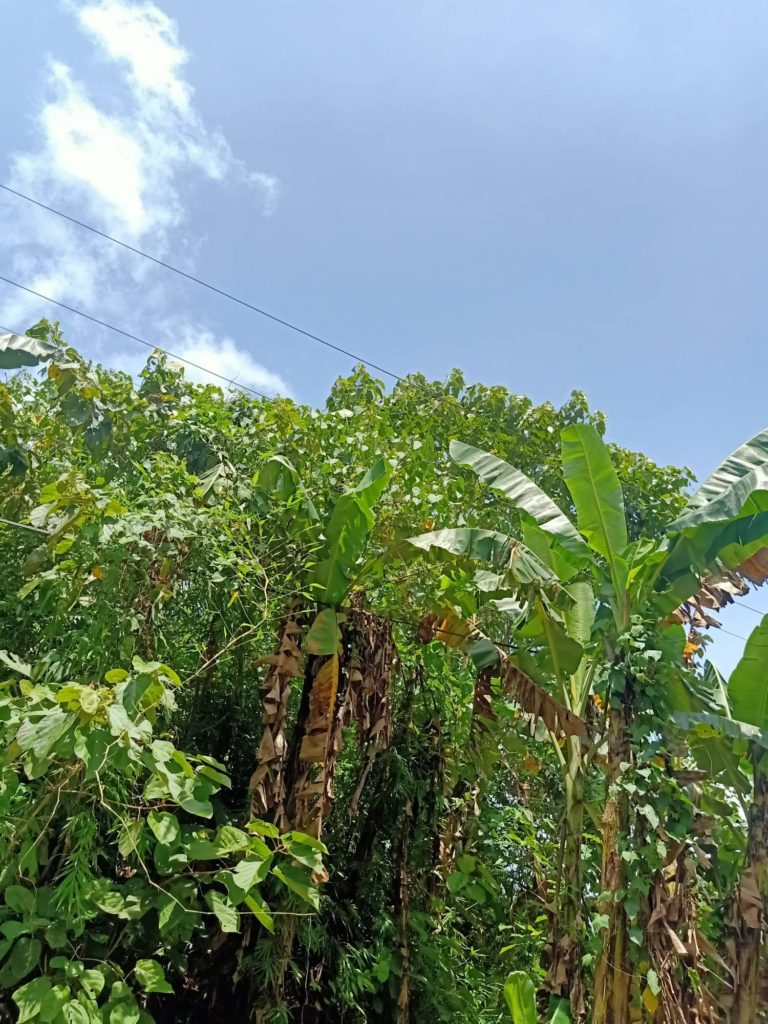 image_TFQuezon_Tagdao_006